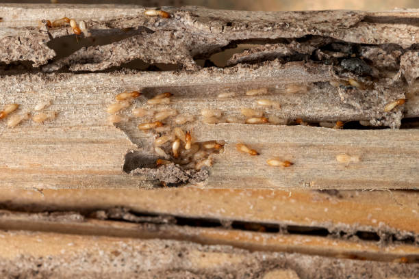 Best Pest Removal Services  in La Vista, NE